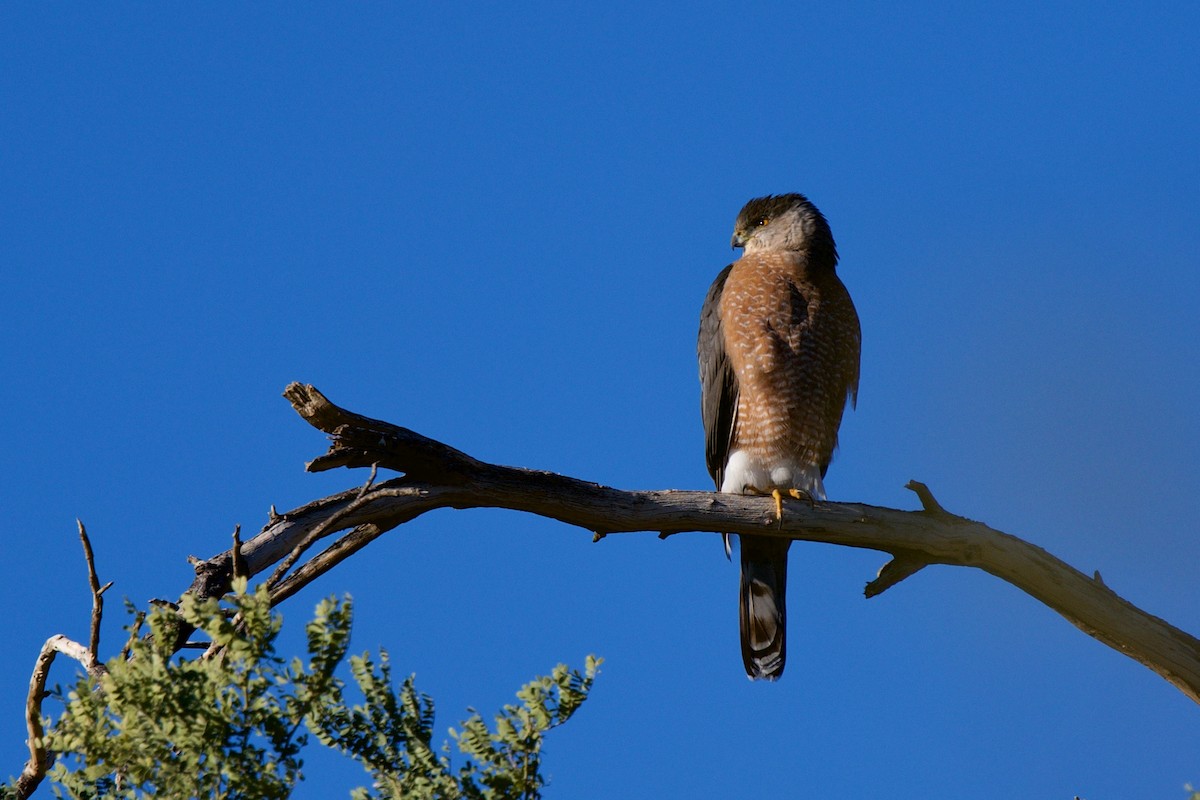 Cooper's Hawk - ML646597197