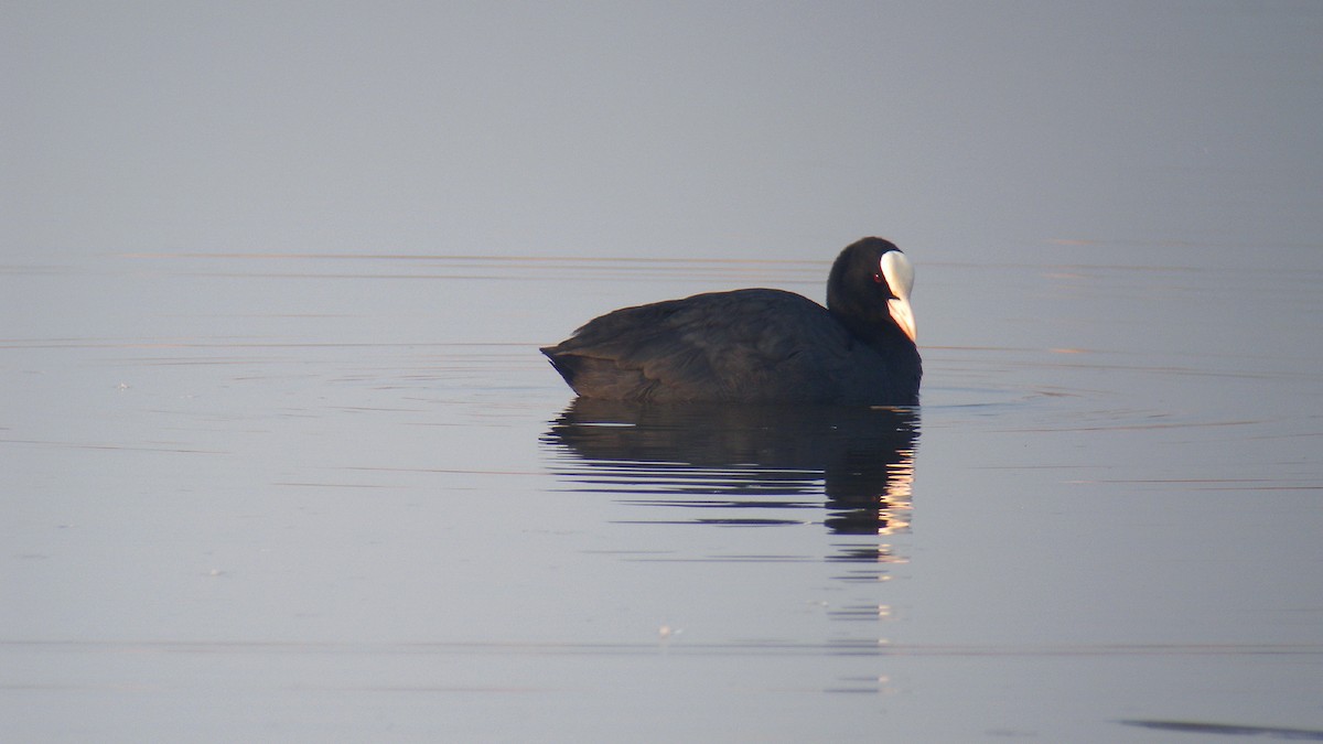 Eurasian Coot - ML646597198