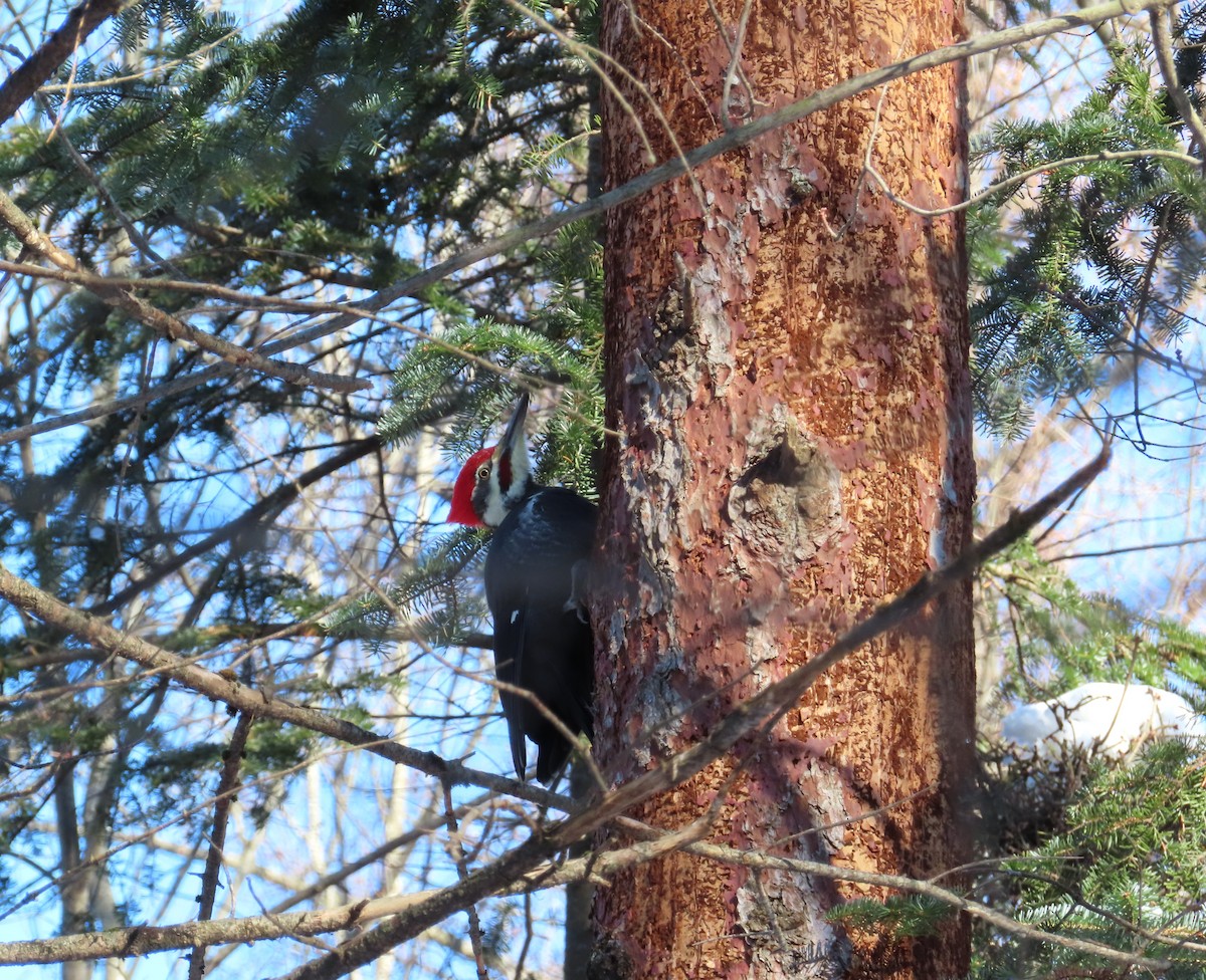Pileated Woodpecker - ML646597199
