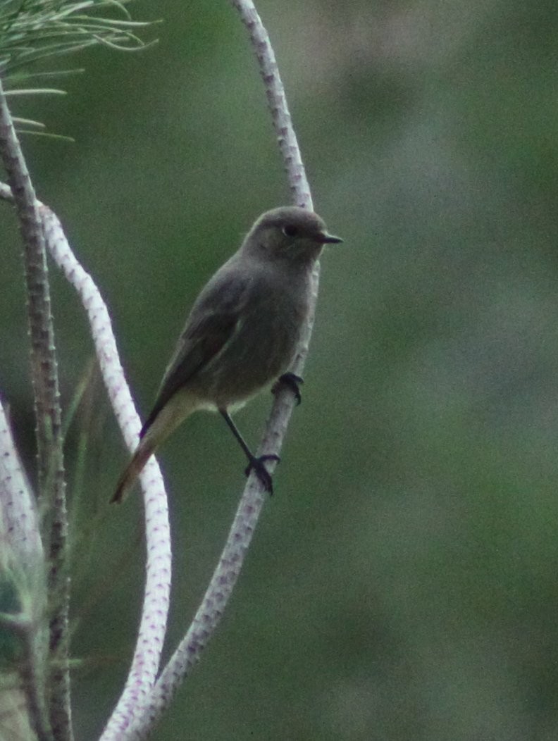 Buztangorri iluna - ML646597200