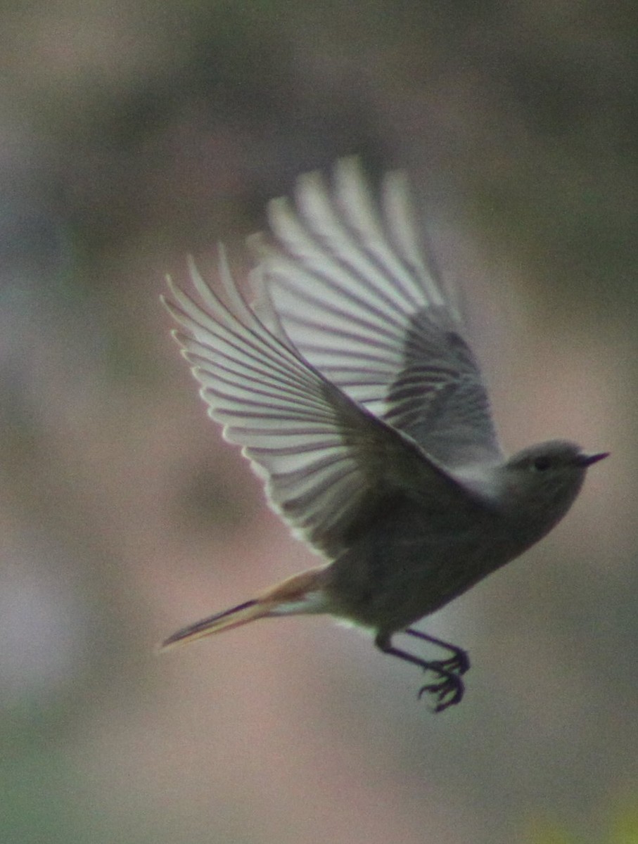 Buztangorri iluna - ML646597201