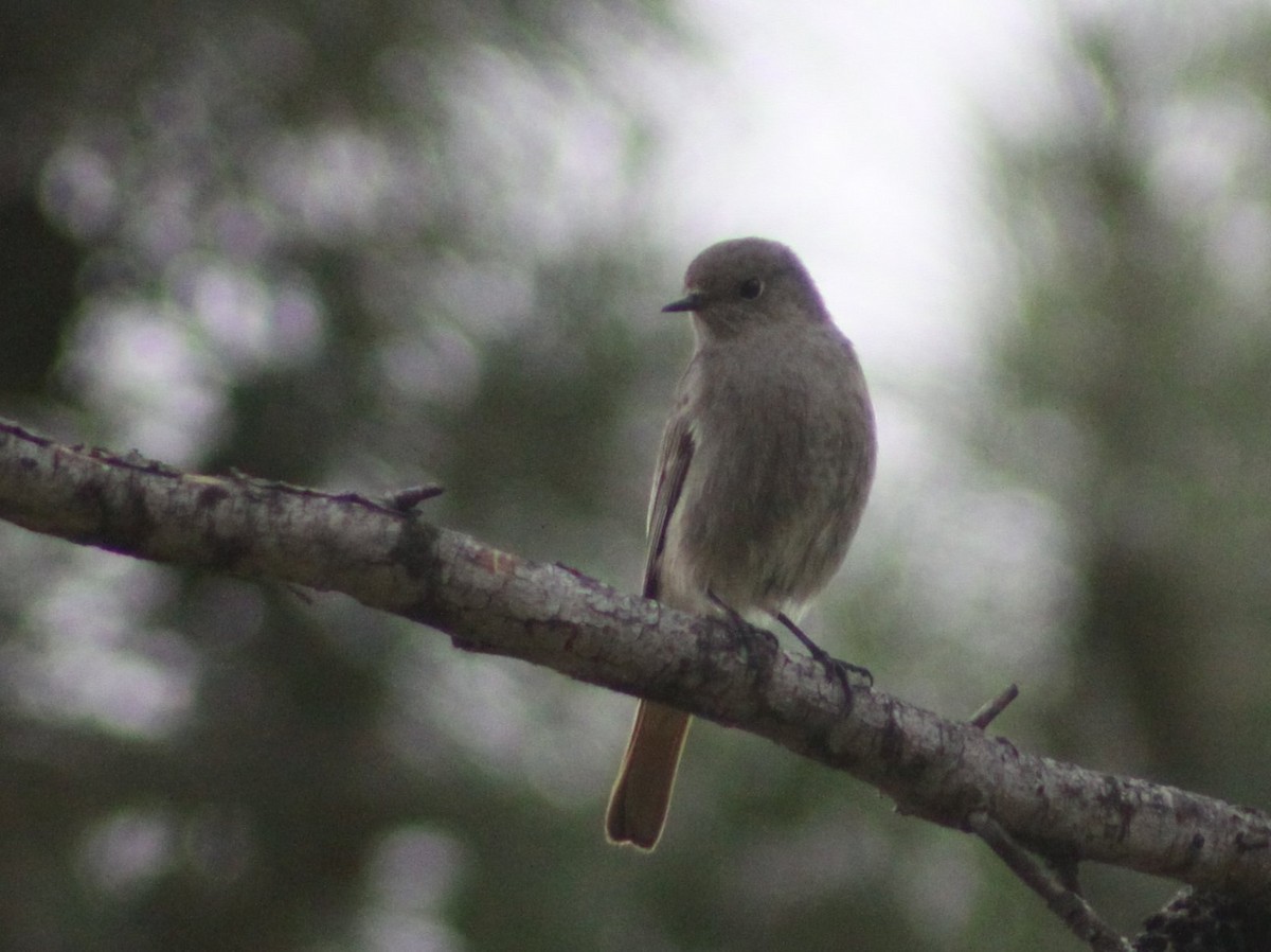 Buztangorri iluna - ML646597202