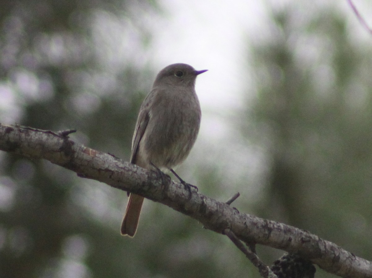 Buztangorri iluna - ML646597203