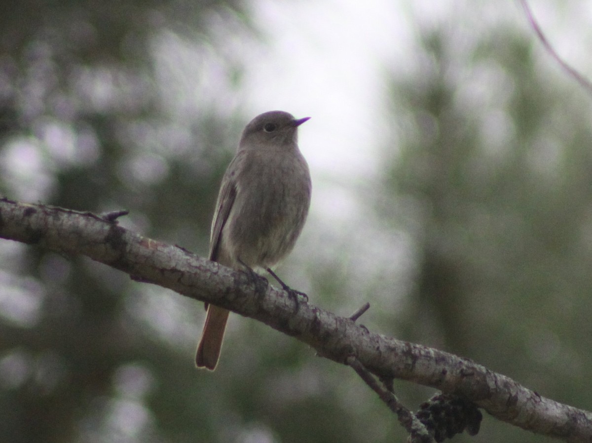 Buztangorri iluna - ML646597204