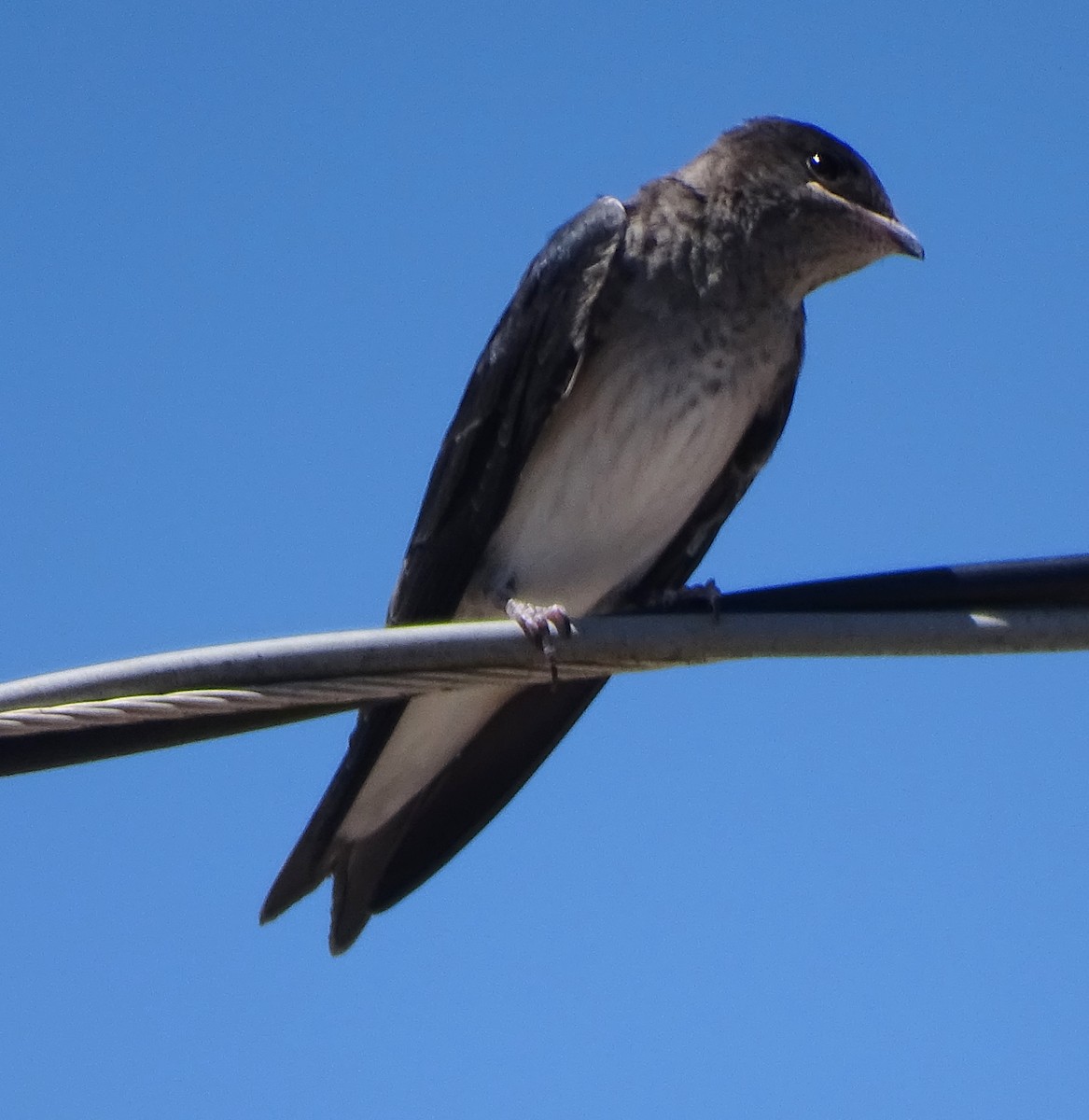 Gray-breasted Martin - ML646597205
