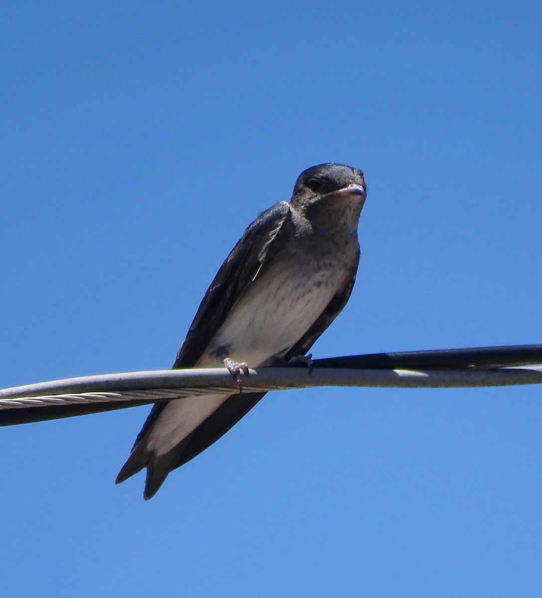 Gray-breasted Martin - ML646597206