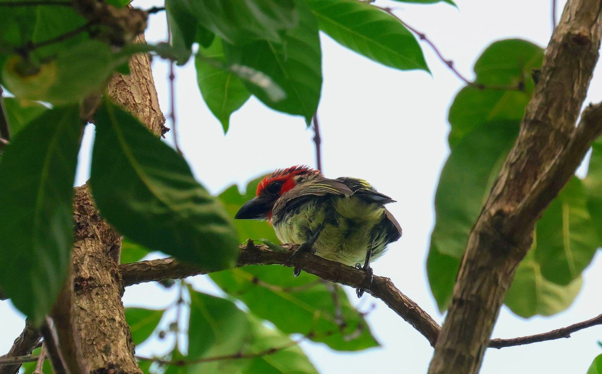 vousáček křivčí - ML646597207