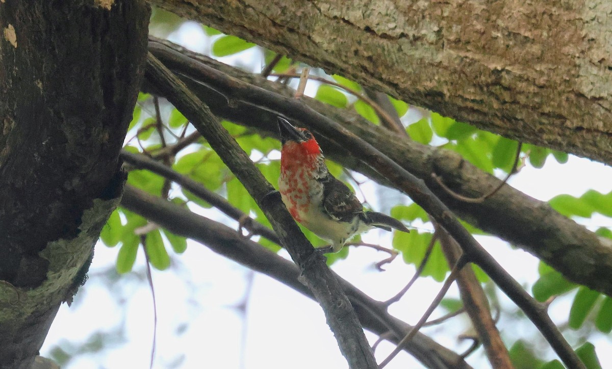 vousáček křivčí - ML646597208