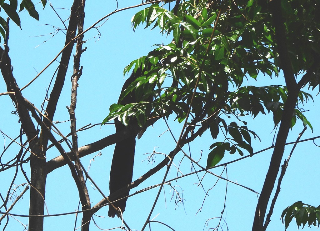 Malagasy Coucal - ML646597209