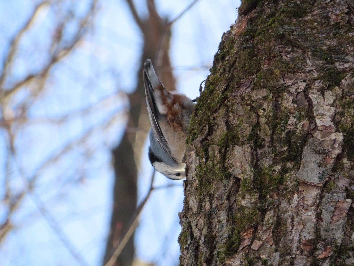 White-breasted Nuthatch - ML646597210
