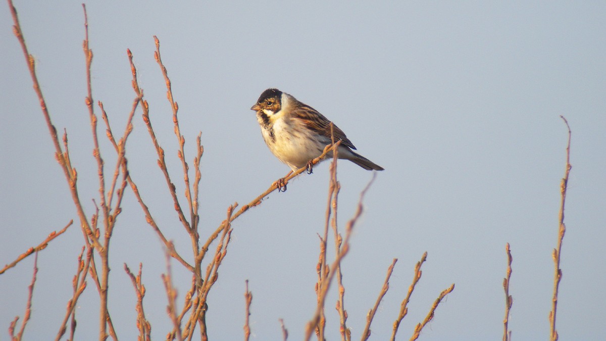 Reed Bunting - ML646597211