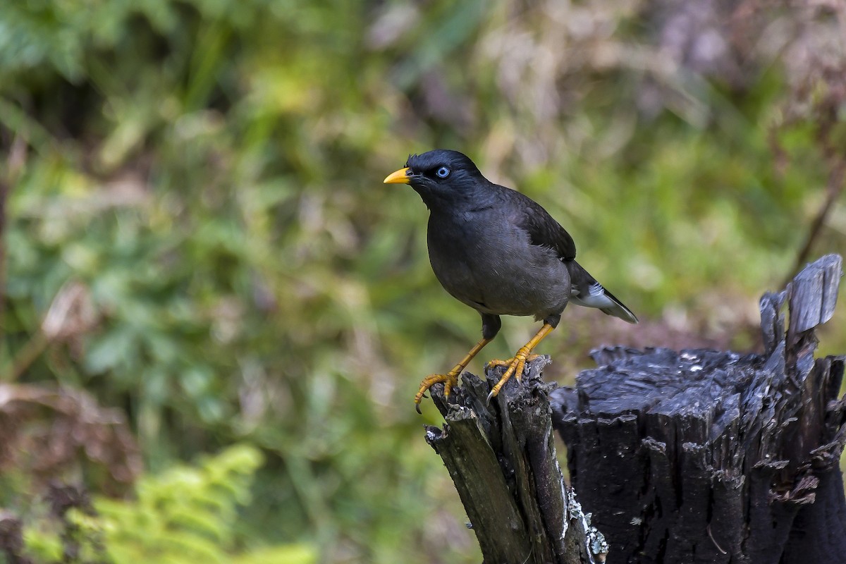 モリハッカ - ML646597212