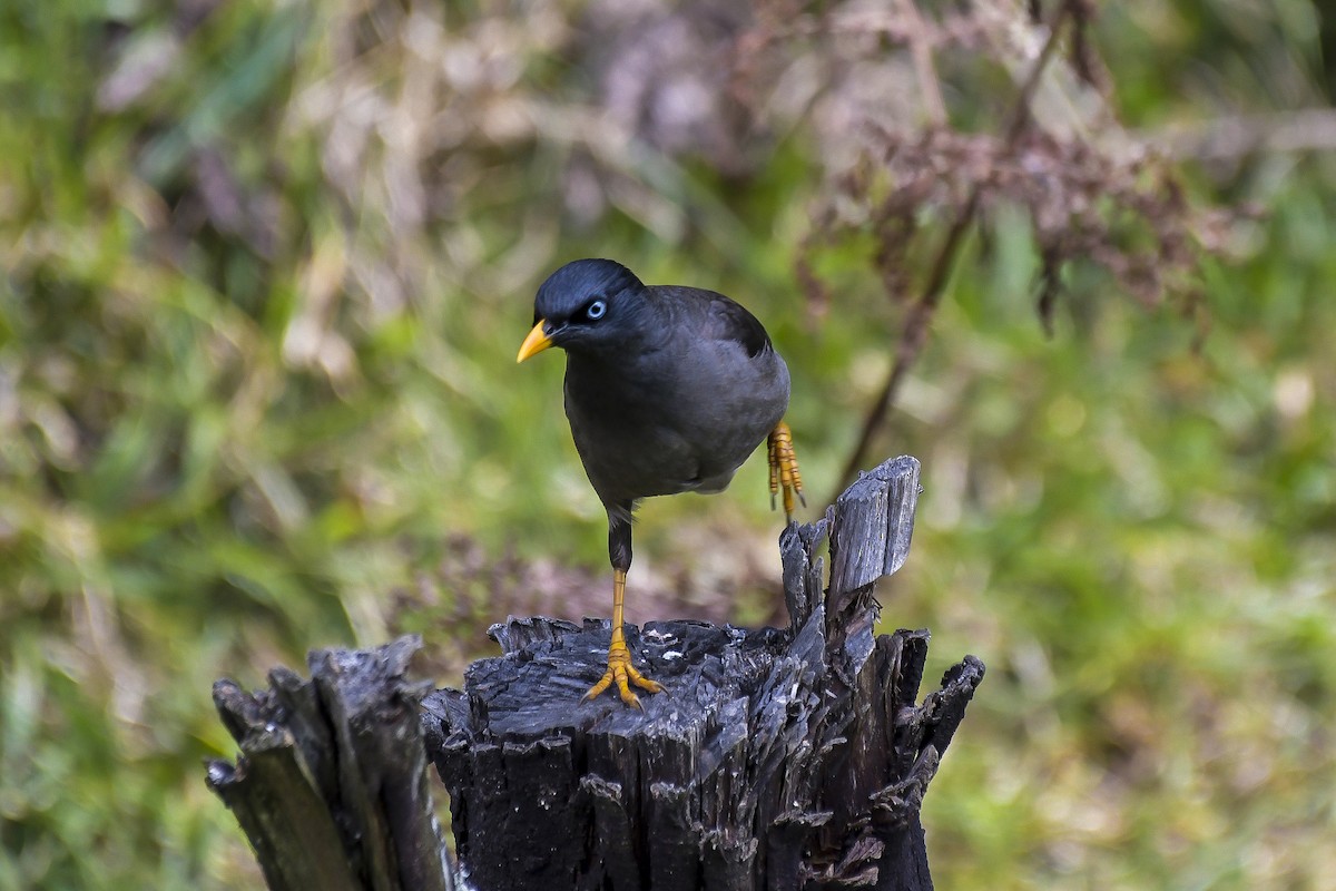 モリハッカ - ML646597213