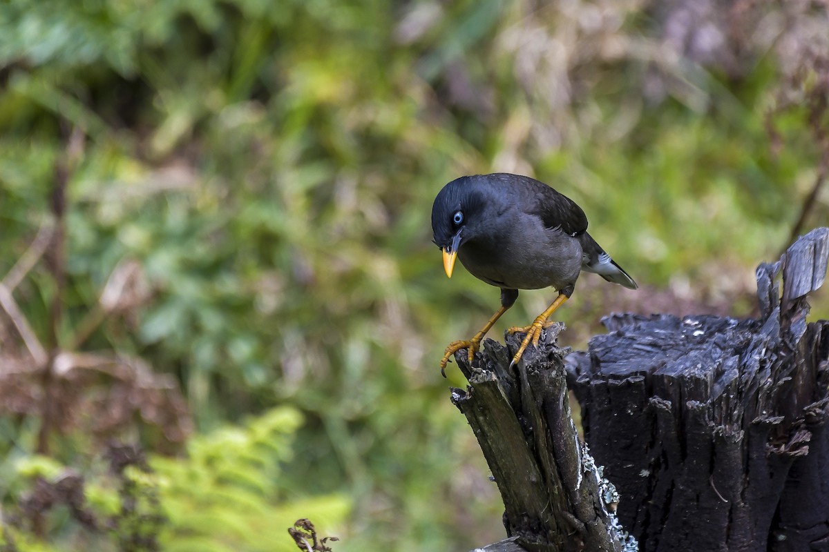 モリハッカ - ML646597214