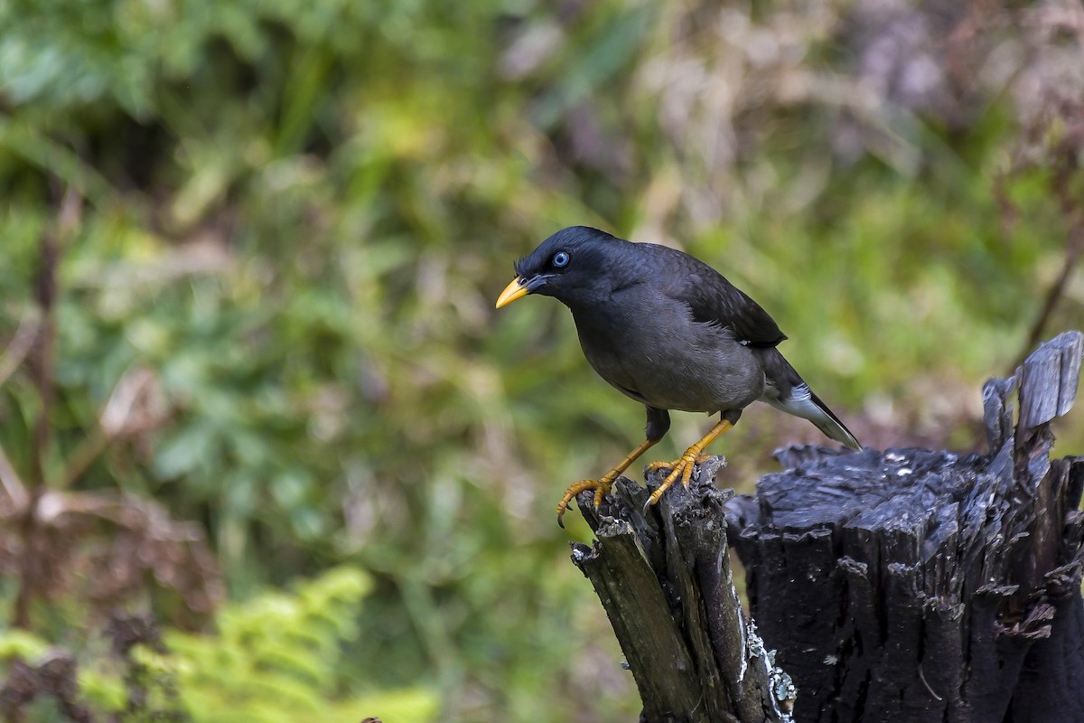 モリハッカ - ML646597215