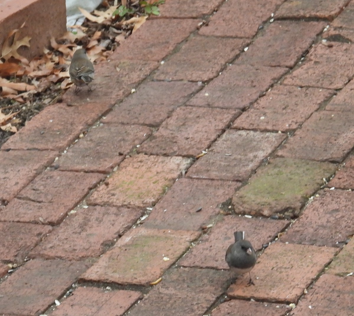 strnadec zimní - ML646597216