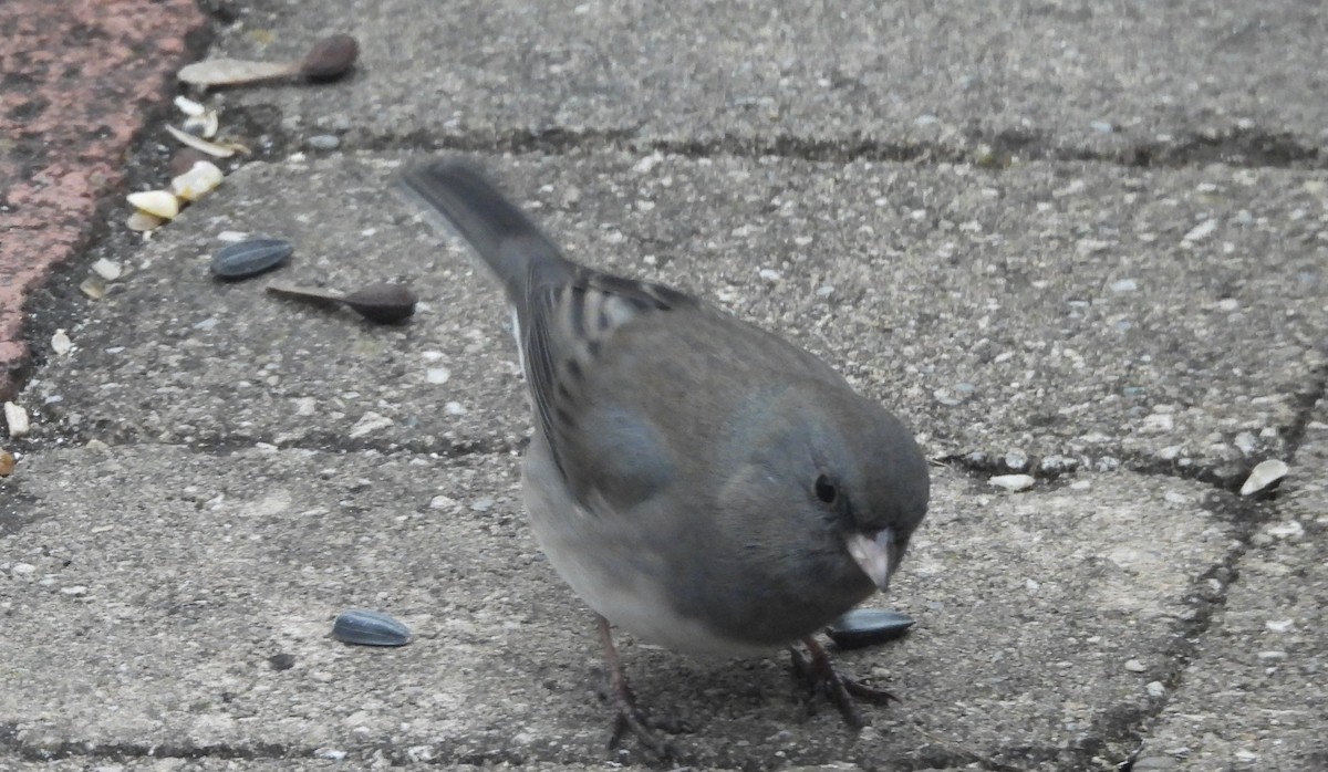 strnadec zimní - ML646597217