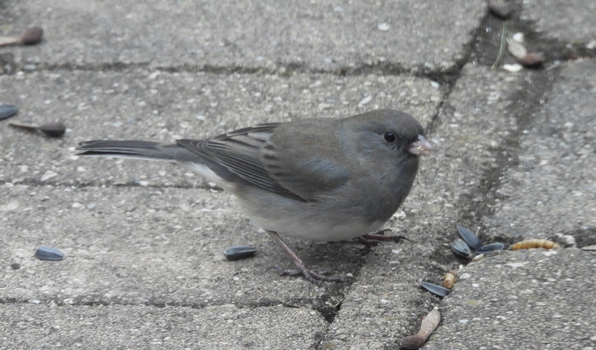 strnadec zimní - ML646597218