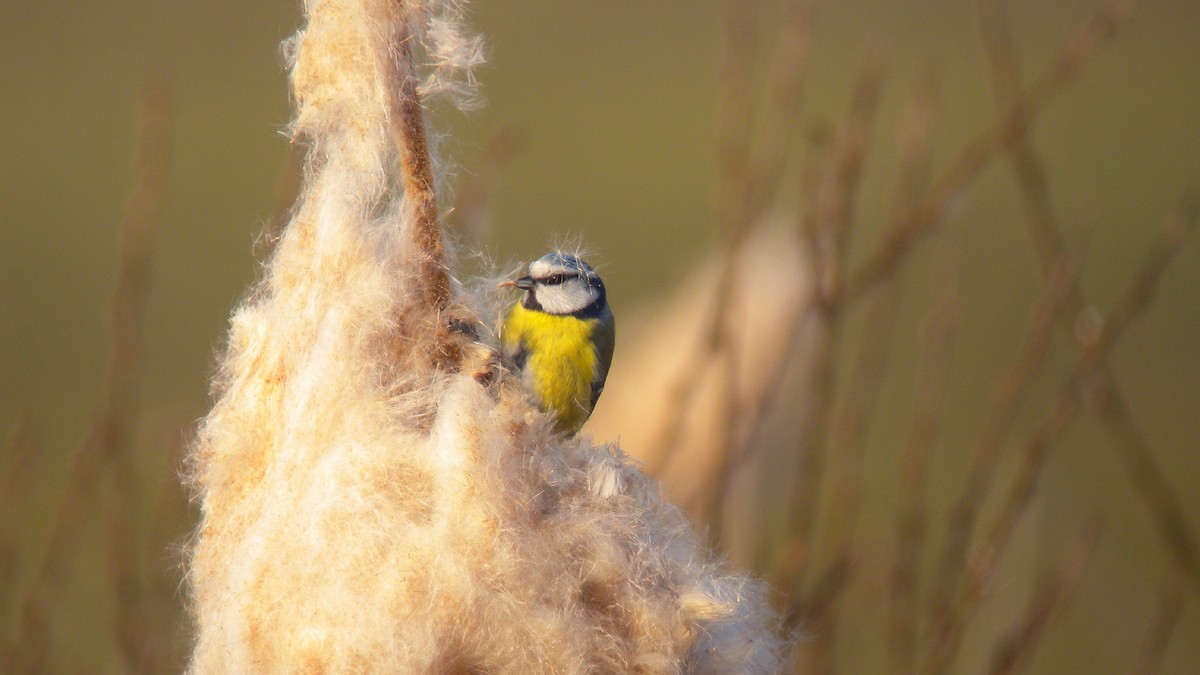 Amilotx urdin europarra - ML646597222