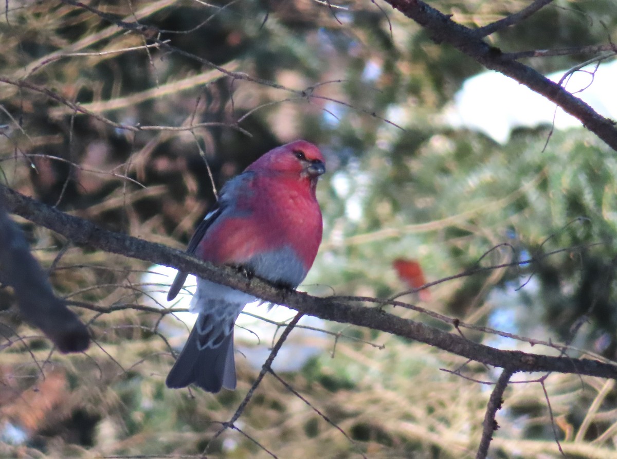 פתיאלי אורנים - ML646597223