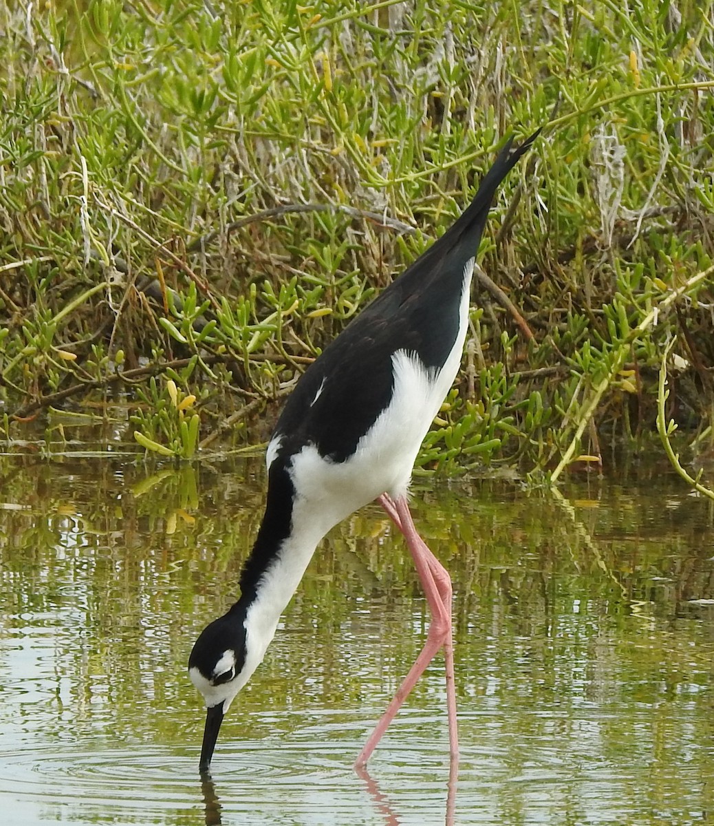 Black-necked Stilt - ML646597224