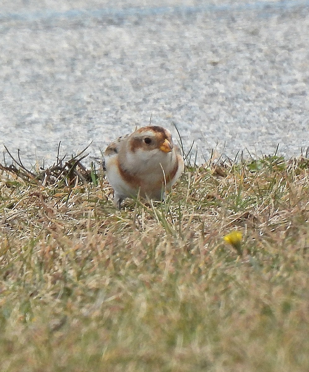 Escribano Nival - ML646597225