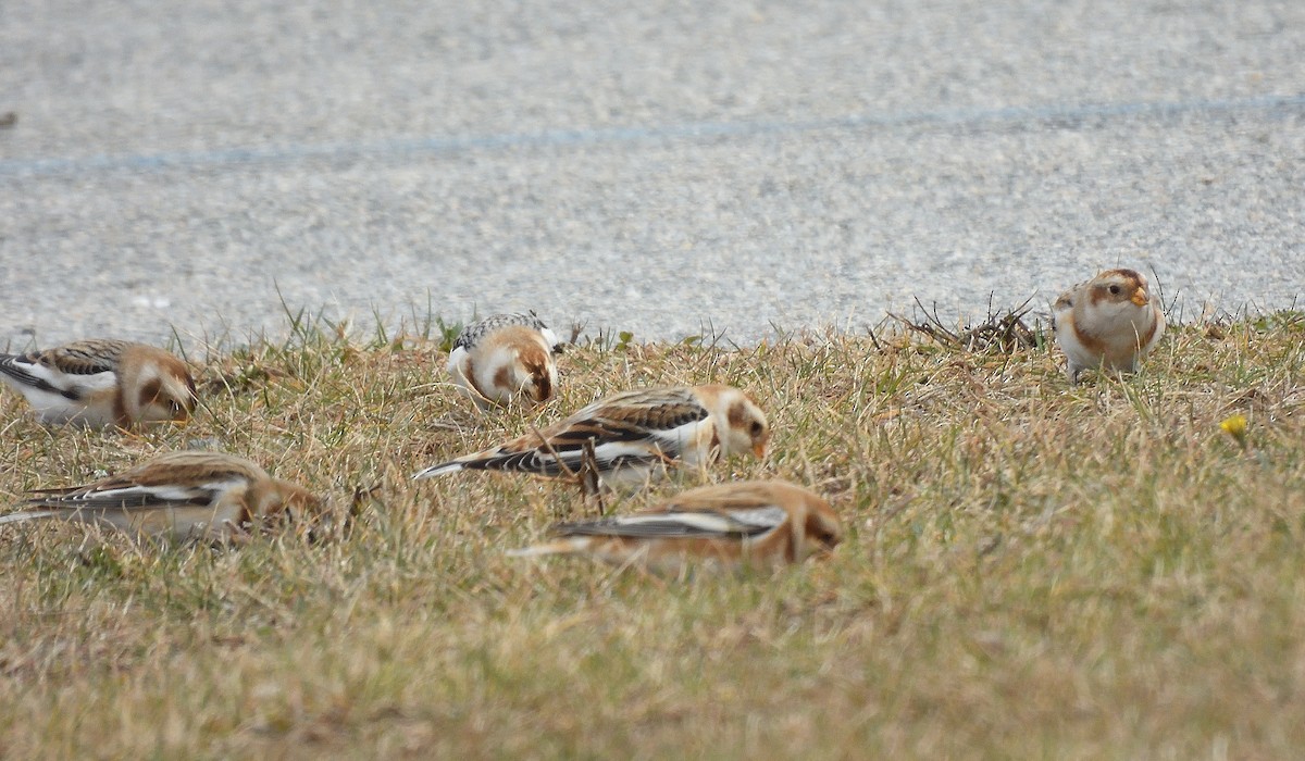 Escribano Nival - ML646597226