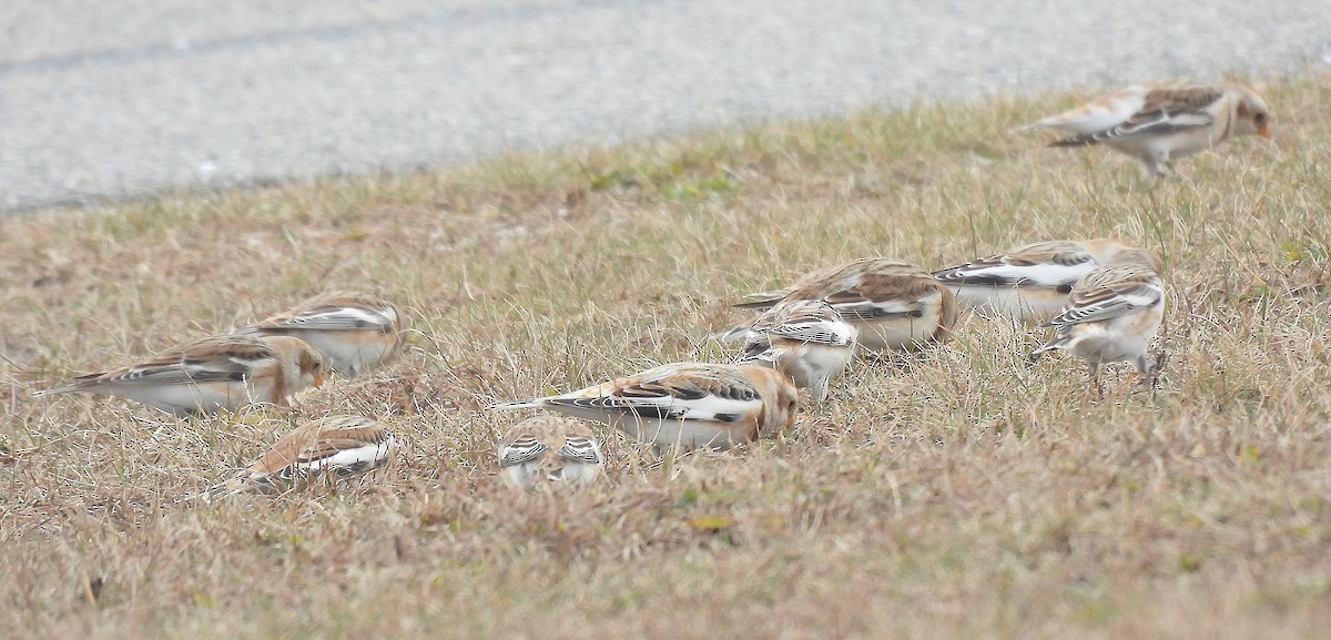 Escribano Nival - ML646597227