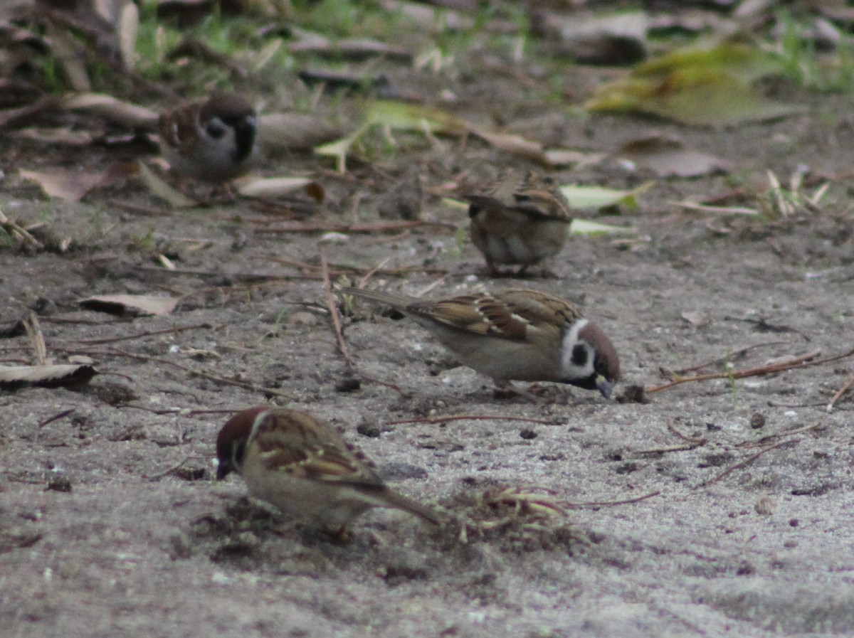 Eurasian Tree Sparrow - ML646597229
