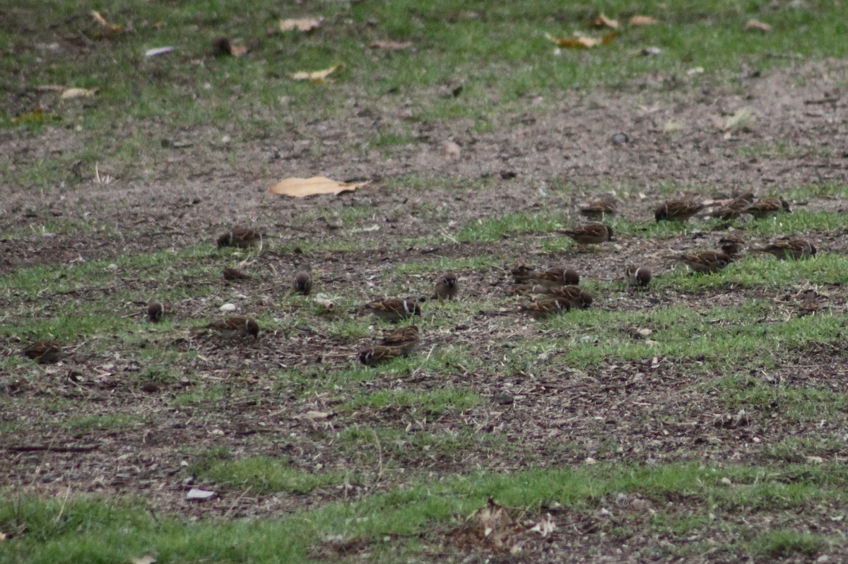Eurasian Tree Sparrow - ML646597231