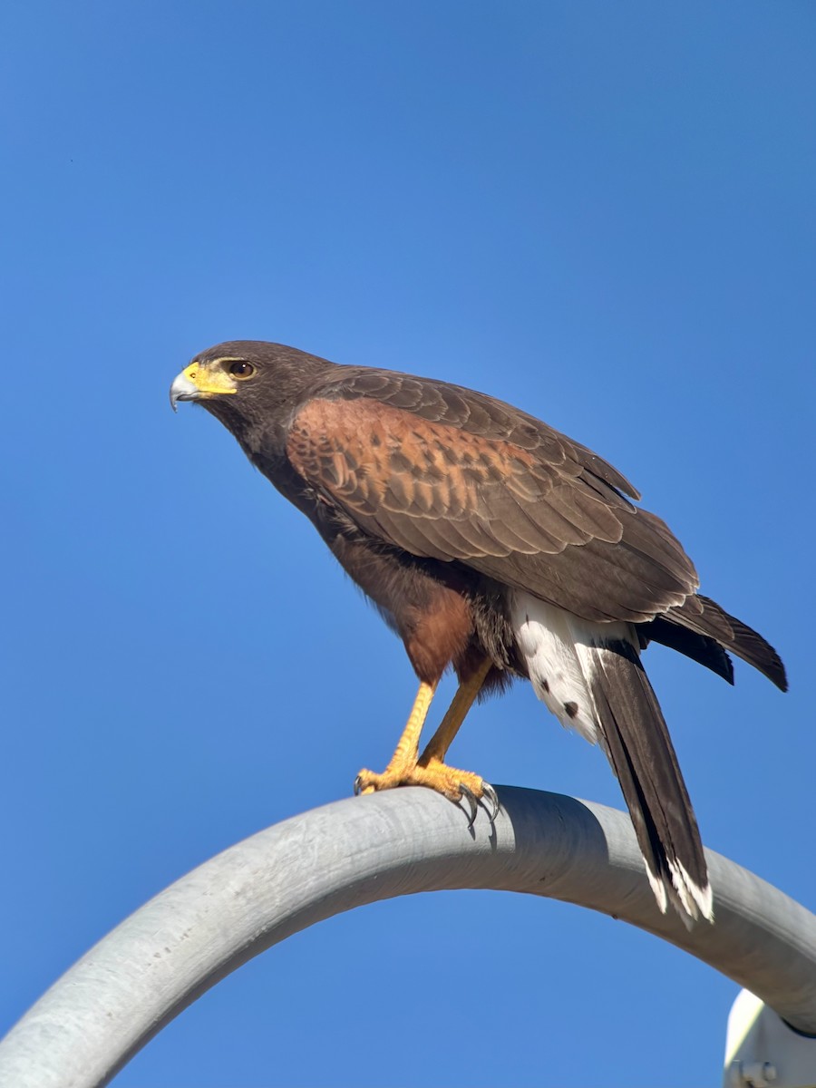 Poiana di Harris - ML646597232