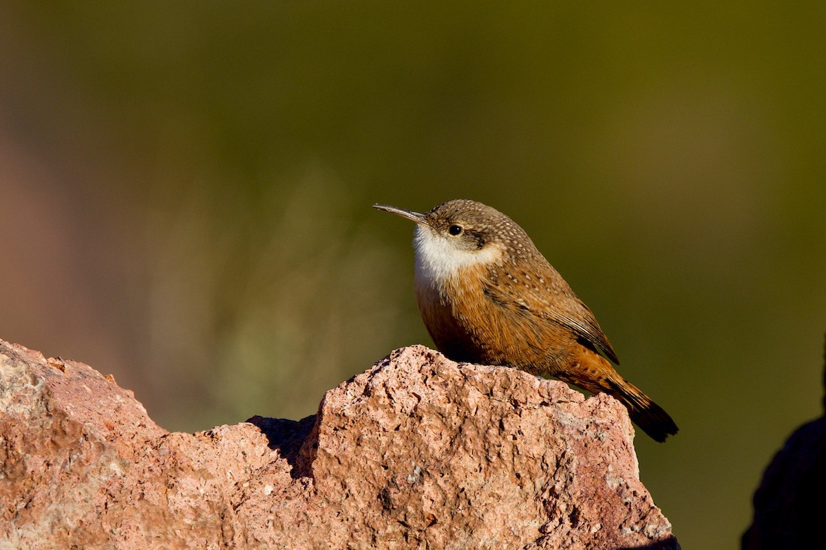 Troglodyte des canyons - ML646597233