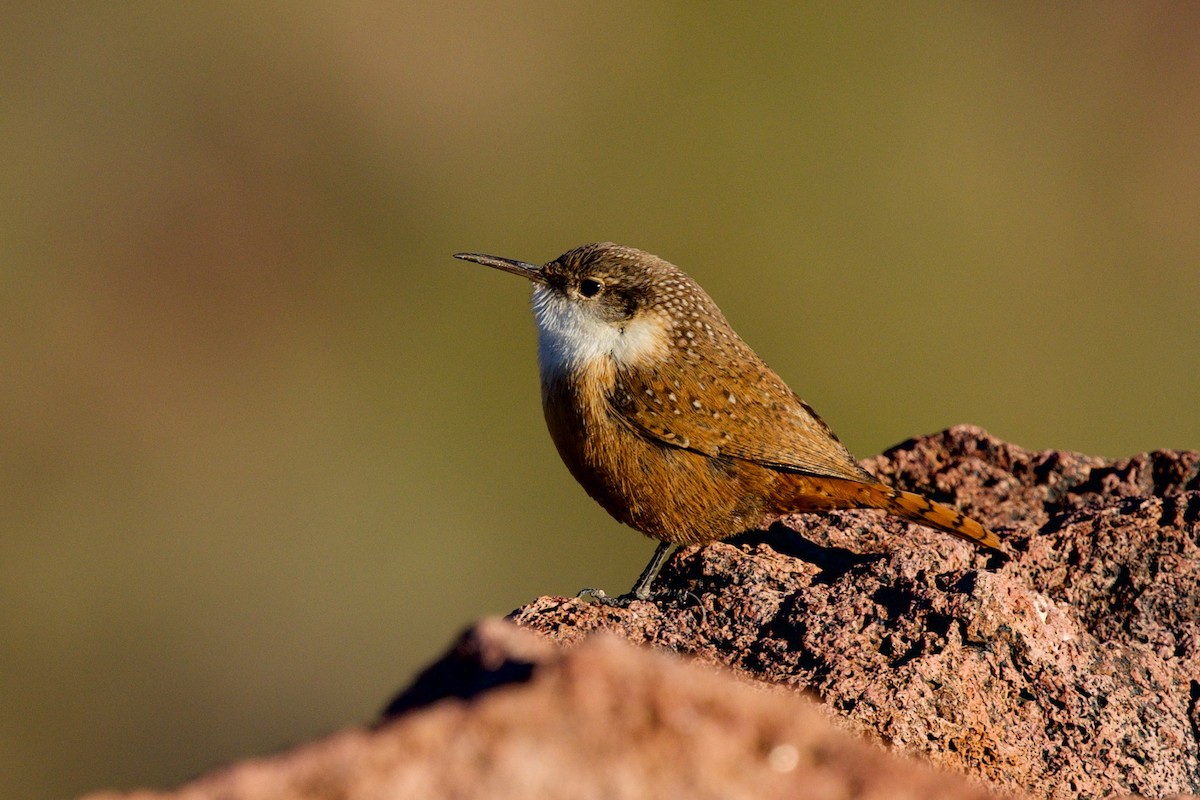 Troglodyte des canyons - ML646597234