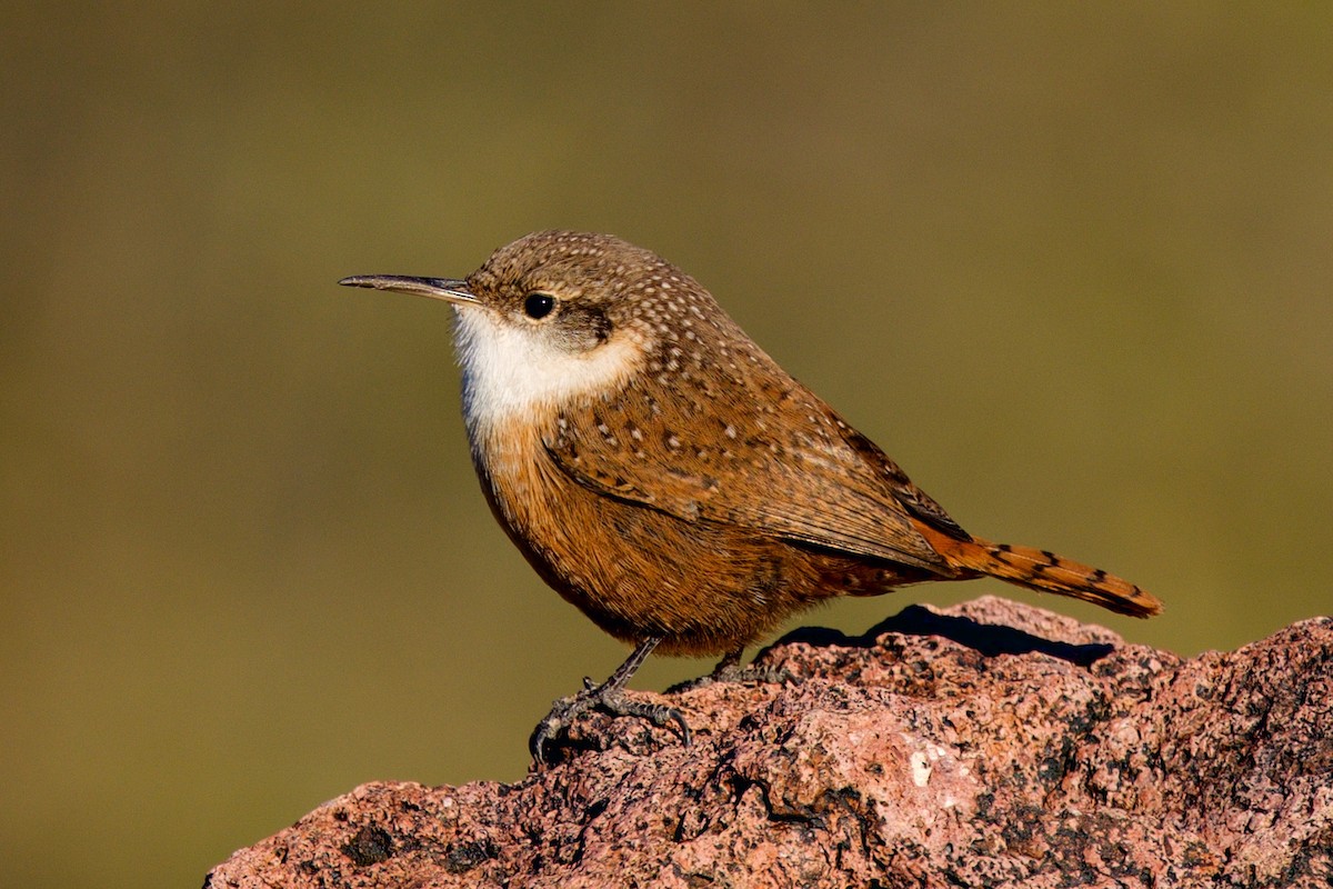 Troglodyte des canyons - ML646597235