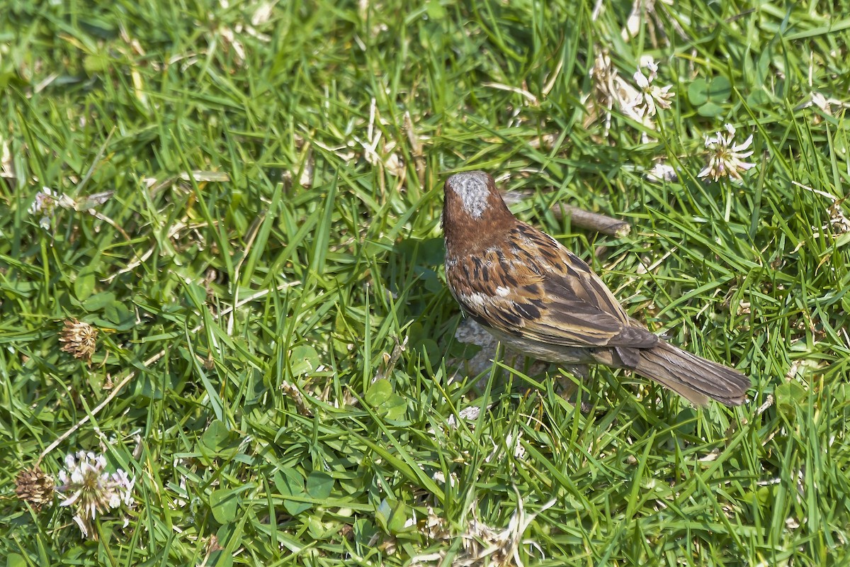 vrabec domácí - ML646597240