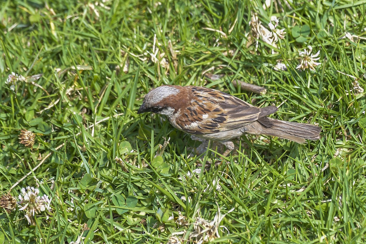 vrabec domácí - ML646597241