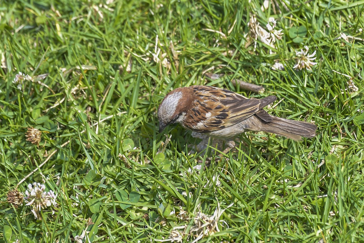 vrabec domácí - ML646597242