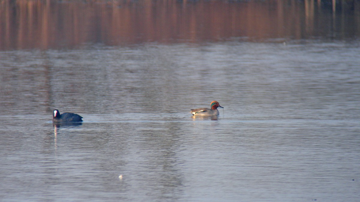 Green-winged Teal - ML646597243