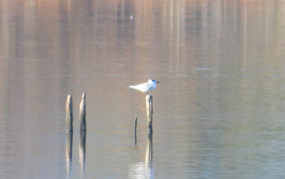 Sandwich Tern - ML646597244