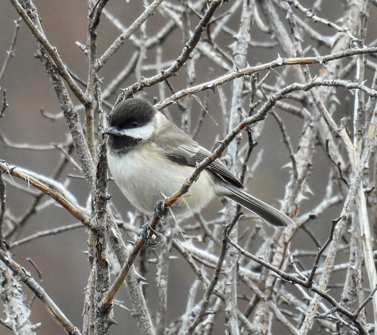 Sombre Tit - ML646597245