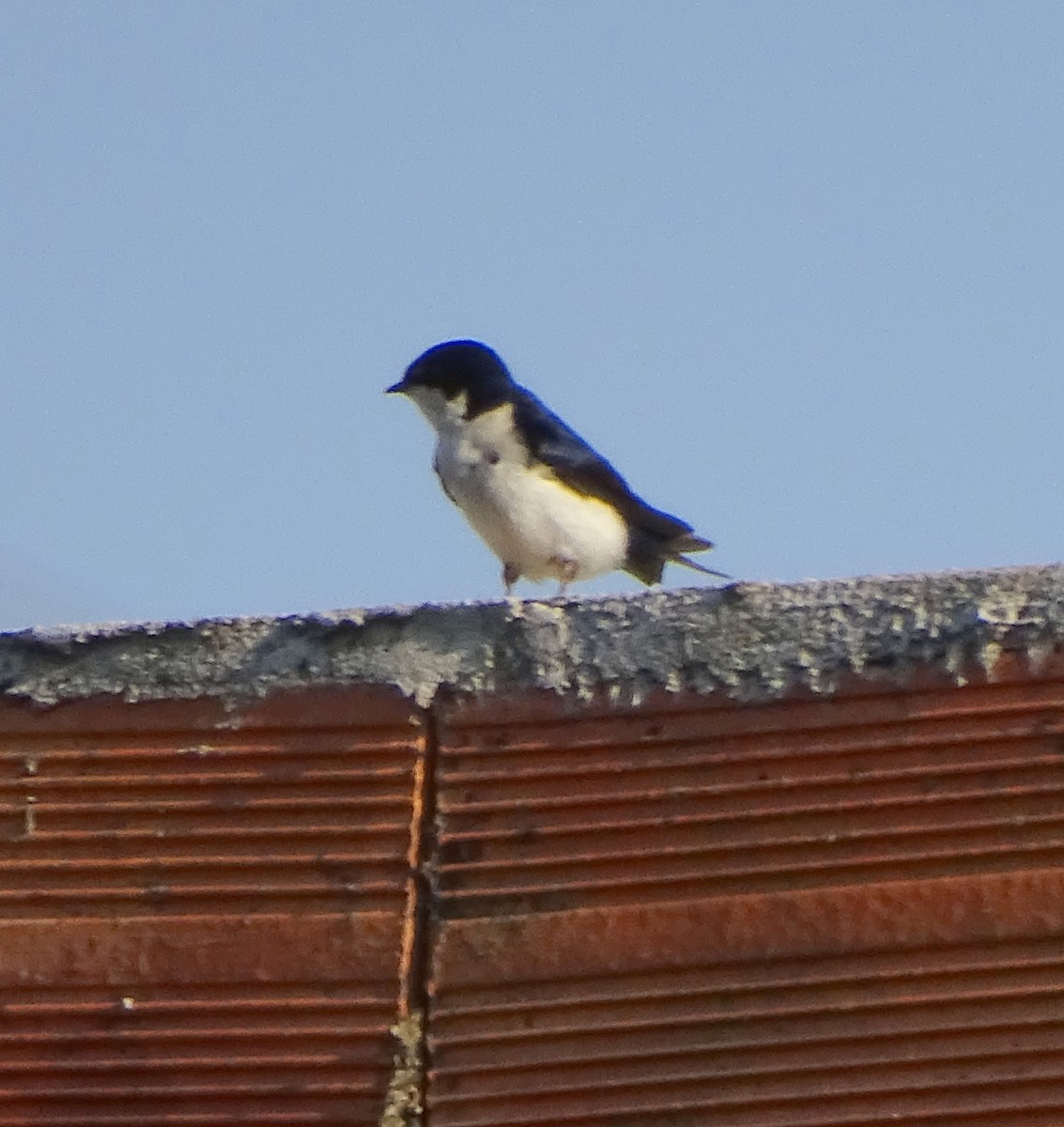 Blue-and-white Swallow - ML646597246