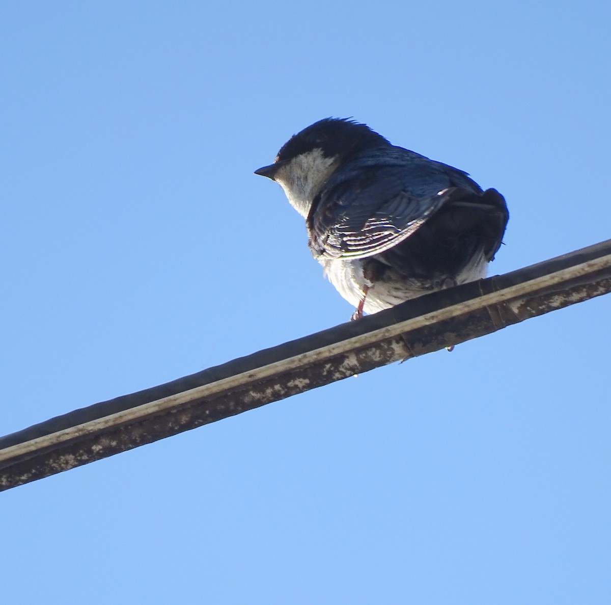 Blue-and-white Swallow - ML646597247