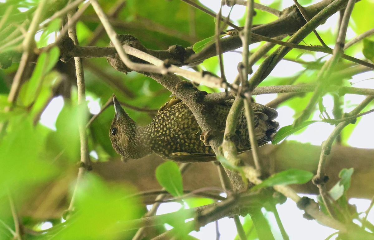 datel termití - ML646597249