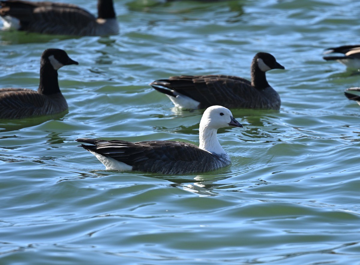 Snow/Ross's x Cackling/Canada Goose (hybrid) - ML646597255