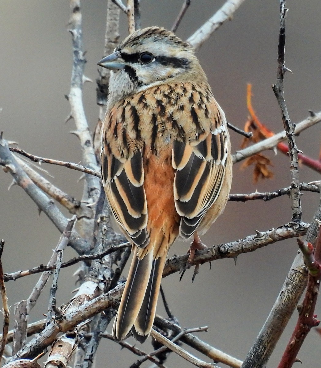 גיבתון סלעים - ML646597256