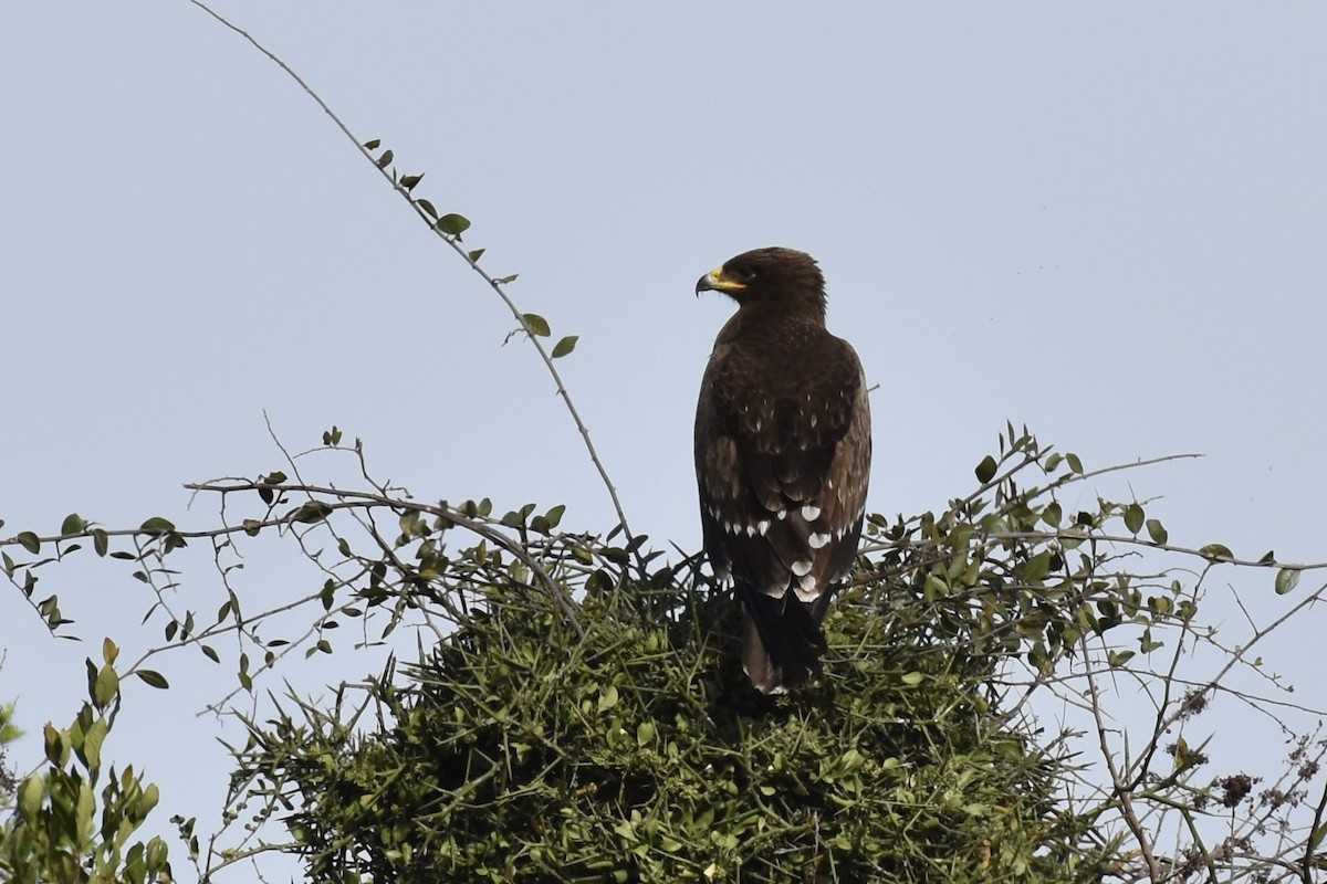 Lesser Spotted Eagle - ML646597257