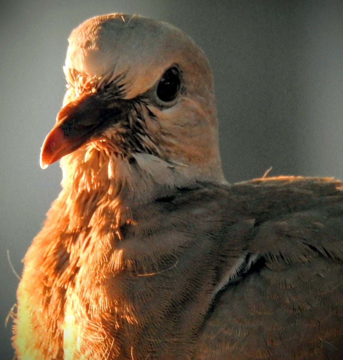 Eurasian Collared-Dove - ML646597258