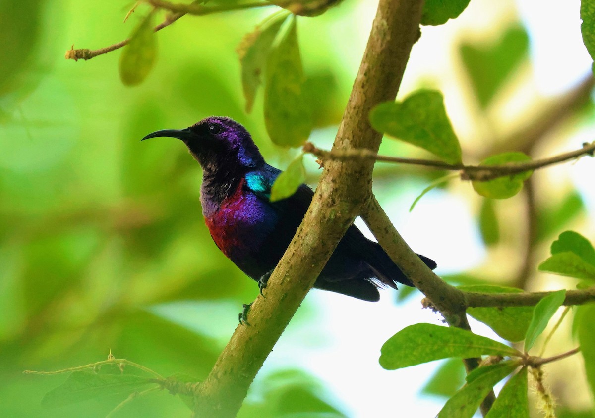 strdimil skvrnitoprsý - ML646597260