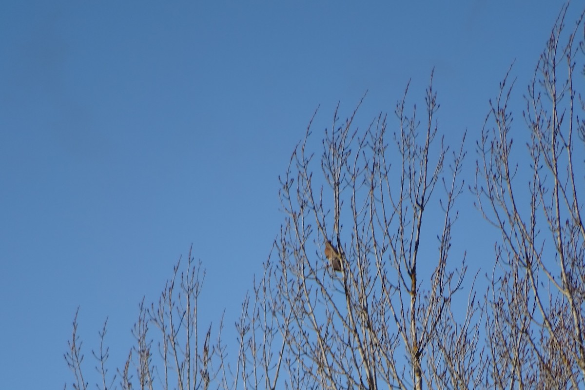 Eurasian Kestrel - ML646597263