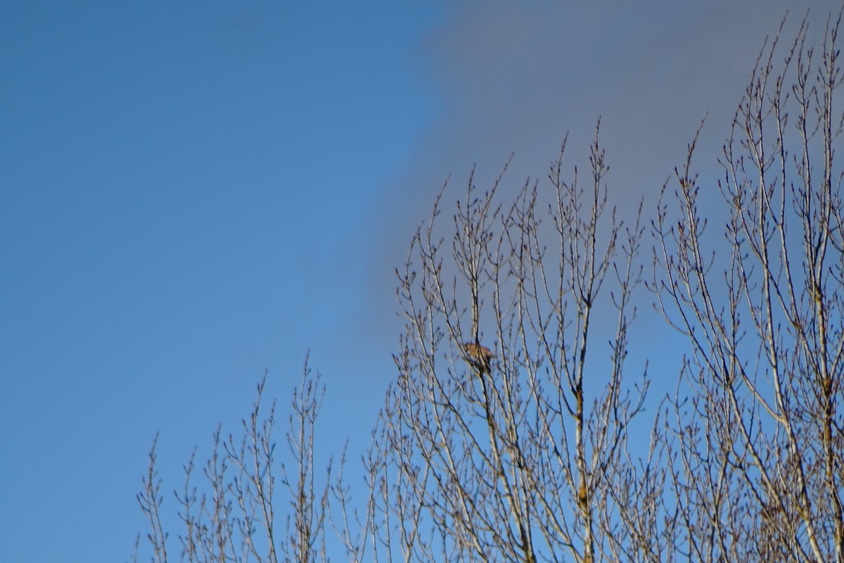 Eurasian Kestrel - ML646597264